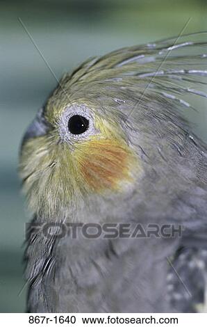 Stock Image - Cockatiel. Fotosearch