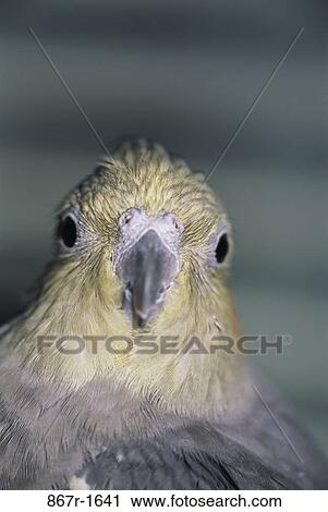 Cockatiel View Large Photo Image Stock Image - Cockatiel. Fotosearch