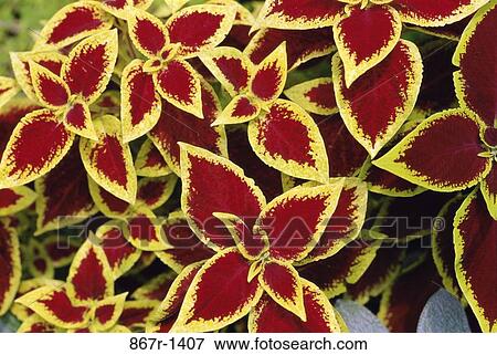 Coleus View Large Photo Image Stock Photo - Coleus. Fotosearch