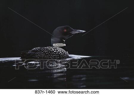Common Loon View Large Photo Image Stock Image - Common Loon. Fotosearch