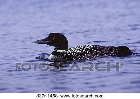 Common Loon View Large Photo Image Stock Photo - Common Loon. Fotosearch