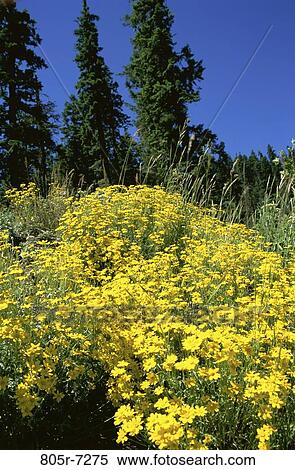 Stock Photography - Coreopsis. Fotosearch