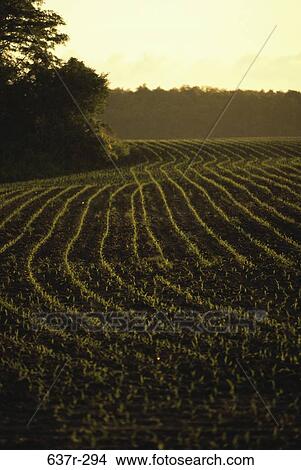 Corn Field View Large Photo Image Picture - Corn Field. Fotosearch