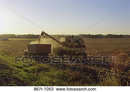 Corn Harvest View Large Photo Image Stock Image - Corn Harvest. Fotosearch