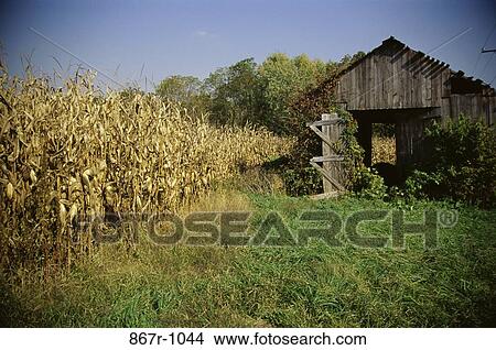 Cornfield View Large Photo Image Picture - Cornfield. Fotosearch