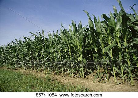 Cornfield View Large Photo Image Picture - Cornfield. Fotosearch
