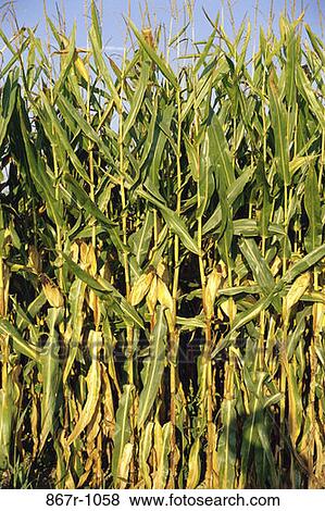 Stock Photo - Cornfield. Fotosearch