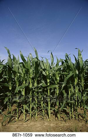 Cornfield View Large Photo Image Stock Photo - Cornfield. Fotosearch