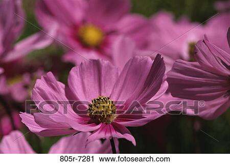 Cosmos View Large Photo Image Stock Image - Cosmos. Fotosearch
