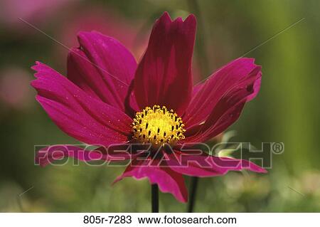 Cosmos View Large Photo Image Stock Image - Cosmos. Fotosearch