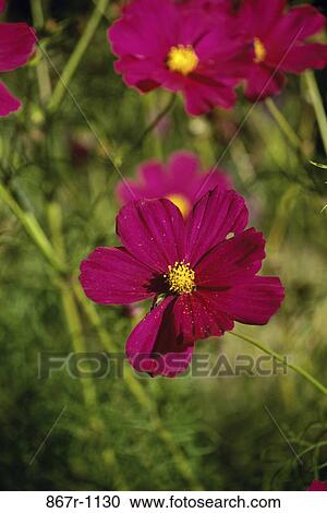 Cosmos View Large Photo Image Stock Image - Cosmos. Fotosearch