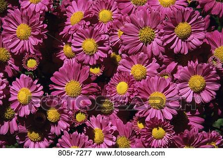 Cosmos View Large Photo Image Stock Photo - Cosmos. Fotosearch