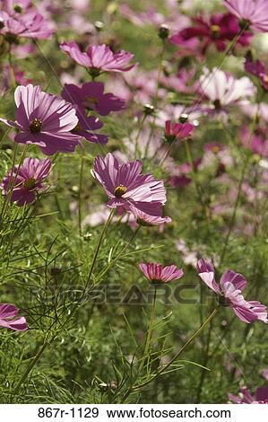 Cosmos View Large Photo Image Stock Photo - Cosmos. Fotosearch
