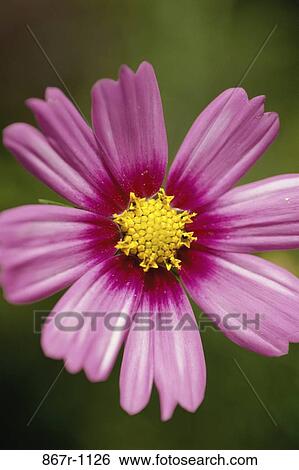 Cosmos View Large Photo Image Stock Photograph - Cosmos. Fotosearch