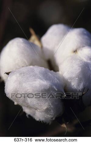 Cotton View Large Photo Image Stock Photograph - Cotton. Fotosearch
