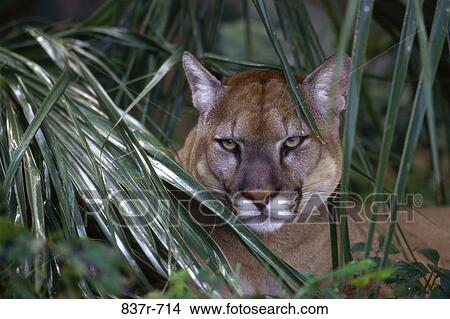 Cougar View Large Photo Image Picture - Cougar. Fotosearch