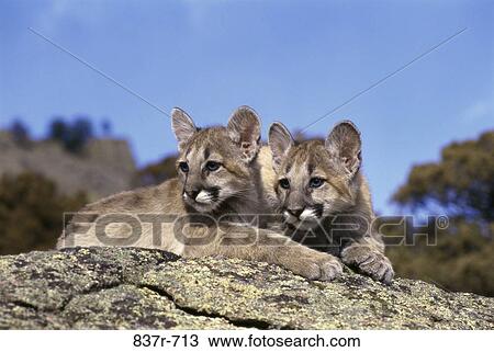 Cougars View Large Photo Image Stock Image - Cougars. Fotosearch