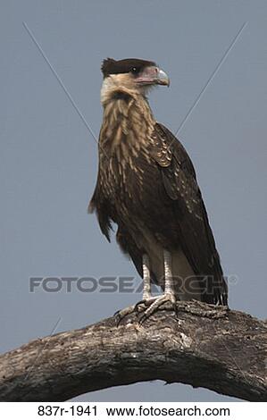 Crested Caracara View Large Photo Image Stock Image - Crested Caracara. Fotosearch