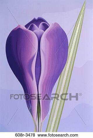 Crocus View Large Photo Image Stock Photo - Crocus. Fotosearch