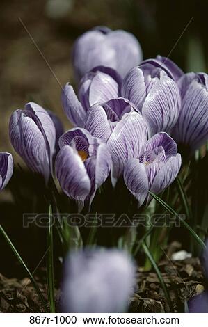 Crocuses View Large Photo Image Stock Image - Crocuses. Fotosearch
