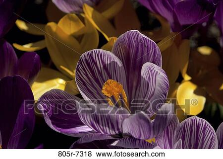 Stock Photo - Crocuses. Fotosearch