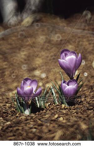 Crocuses View Large Photo Image Stock Photo - Crocuses. Fotosearch