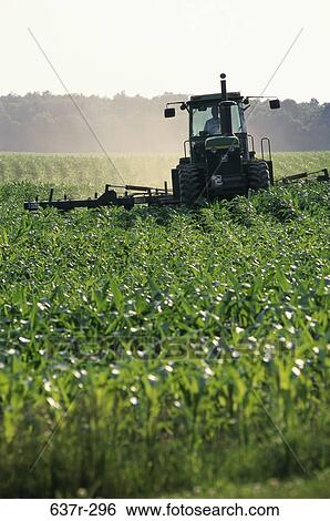 Cultivating Corn Field View Large Photo Image Stock Photograph - Cultivating Corn Field. Fotosearch