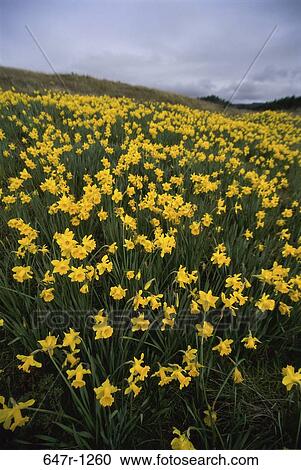 Daffodils View Large Photo Image Stock Image - Daffodils. Fotosearch