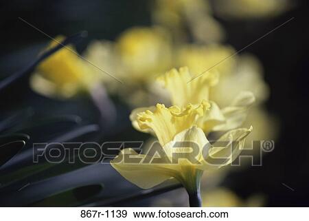 Daffodils View Large Photo Image Stock Photo - Daffodils. Fotosearch