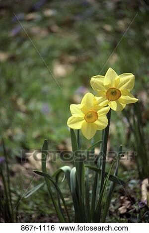 Daffodils View Large Photo Image Stock Photograph - Daffodils. Fotosearch