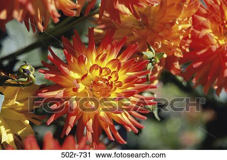 Dahlias View Large Photo Image Stock Image - Dahlias. Fotosearch