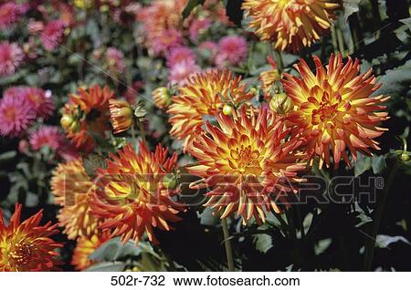 Dahlias View Large Photo Image Stock Image - Dahlias. Fotosearch