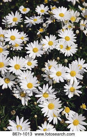 Daisies View Large Photo Image Stock Image - Daisies. Fotosearch