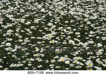 Stock Photo - Daisies. Fotosearch