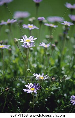 Daisies View Large Photo Image Stock Photo - Daisies. Fotosearch