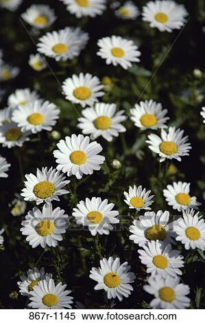 Daisies View Large Photo Image Stock Photography - Daisies. Fotosearch