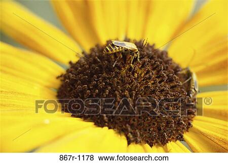 Daisy View Large Photo Image Stock Photo - Daisy. Fotosearch