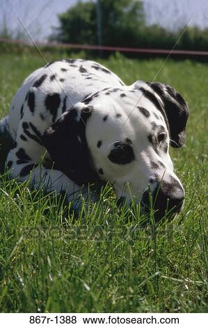 Dalmatian View Large Photo Image Stock Photo - Dalmatian. Fotosearch