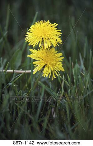Dandelions View Large Photo Image Stock Image - Dandelions. Fotosearch