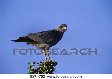 Dark Chanting Goshawk View Large Photo Image Stock Image - Dark Chanting Goshawk. Fotosearch