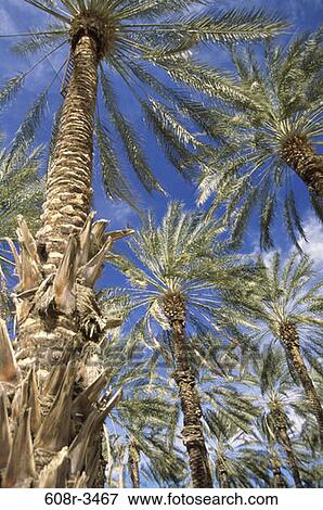 Date Palm Trees, California, USA View Large Photo Image Stock Photo - Date Palm Trees, California, USA. Fotosearch