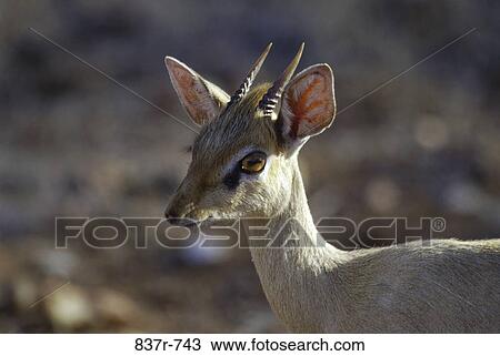 Dik-dik Antelope View Large Photo Image Stock Image - Dik-dik Antelope. Fotosearch