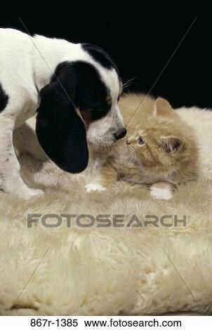 dog, animals, cat, friends, together, pair View Large Photo Image Stock Photography - dog, animals, cat, friends, together, pair. Fotosearch