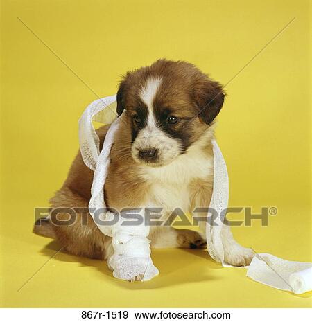 dog, puppy, animal, hurt, injured, mammal View Large Photo Image Stock Photo - dog, puppy, animal, hurt, injured, mammal. Fotosearch
