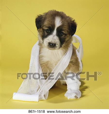 Stock Photo - dog, puppy, wrapped, bandage, injury, sad. Fotosearch
