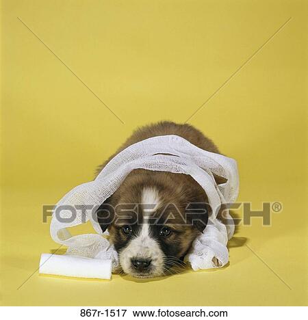 dog, puppy, wrapped, lonely, sad, mischievous, lying down View Large Photo Image Stock Photo - dog, puppy, wrapped, lonely, sad, mischievous, lying down. Fotosearch