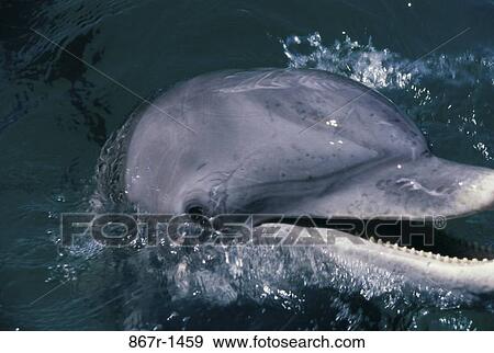 Dolphin View Large Photo Image Stock Photo - Dolphin. Fotosearch