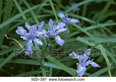 Douglas Irises View Large Photo Image Stock Photo - Douglas Irises. Fotosearch