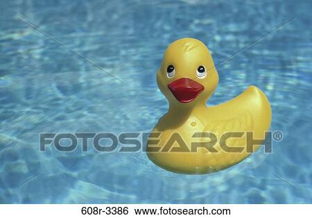 duck, floating, water, still life, toy, rubber duck View Large Photo Image Stock Photograph - duck, floating, water, still life, toy, rubber duck. Fotosearch