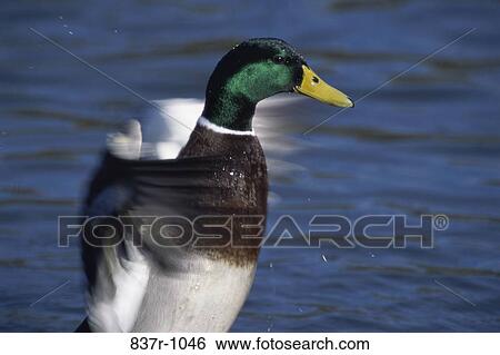 duck, water, bird, animal, waterfowl, Ducks waterfowl View Large Photo Image Stock Photograph - duck, water, bird, animal, waterfowl, Ducks waterfowl. Fotosearch